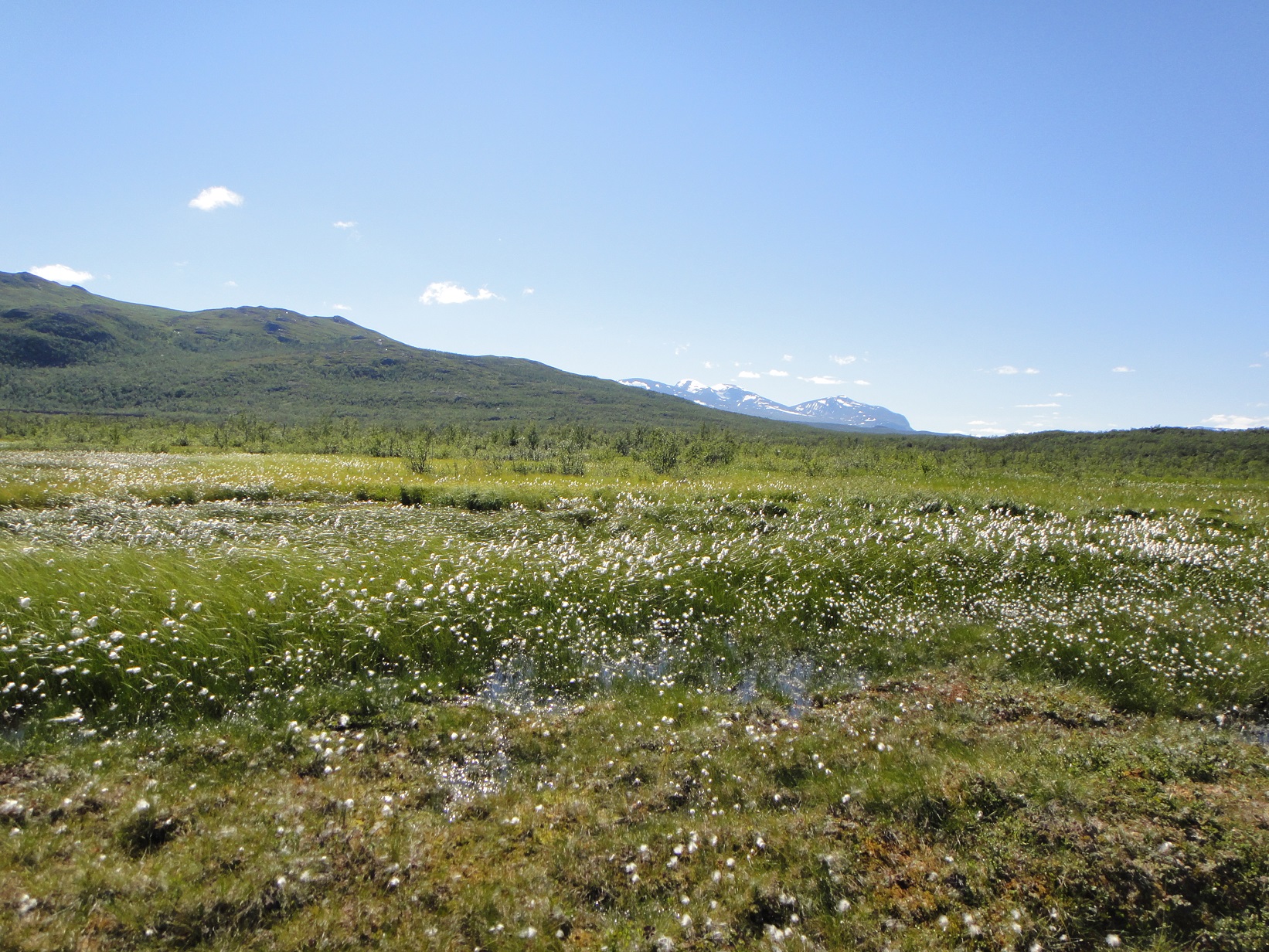 Field site, Stordalen Mire (credit: N Raab)